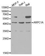ARPC1A Antibody - Western blot analysis of extracts of various cell lines, using ARPC1A antibody at 1:1000 dilution. The secondary antibody used was an HRP Goat Anti-Rabbit IgG (H+L) at 1:10000 dilution. Lysates were loaded 25ug per lane and 3% nonfat dry milk in TBST was used for blocking.