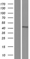 ARPC1A Protein - Western validation with an anti-DDK antibody * L: Control HEK293 lysate R: Over-expression lysate