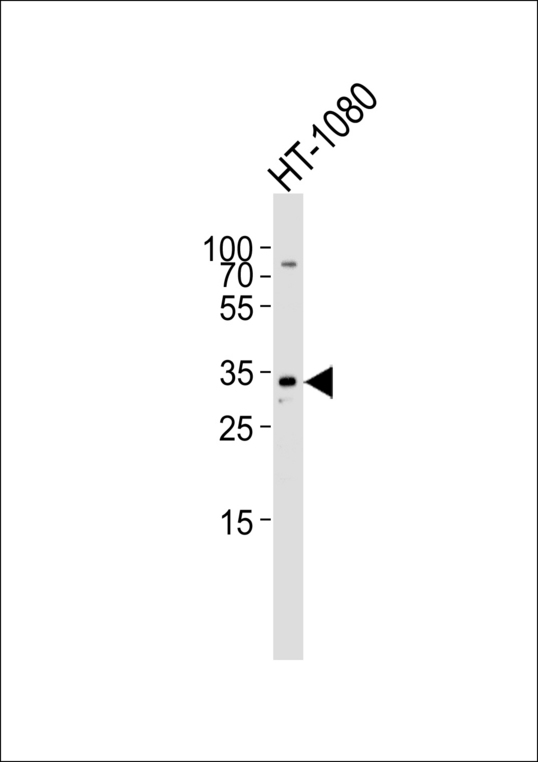 ARPC2 / p34-Arc Antibody - Western blot of lysate from HT-1080 cell line with ARPC2 Antibody. Antibody was diluted at 1:1000. A goat anti-rabbit IgG H&L (HRP) at 1:5000 dilution was used as the secondary antibody. Lysate at 35 ug.