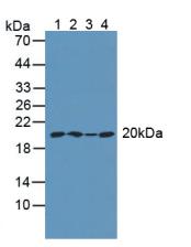 ARPC4 Antibody - Western Blot; Sample: Lane1: Mouse Intestine Tissue; Lane2: Mouse Brain Tissue; Lane3: Mouse Cerebellum Tissue; Lane4: Mouse Placenta Tissue.