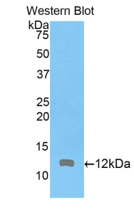 ARPC4 Antibody - Western blot of recombinant ARPC4.  This image was taken for the unconjugated form of this product. Other forms have not been tested.