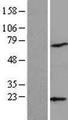 ARPC4 Protein - Western validation with an anti-DDK antibody * L: Control HEK293 lysate R: Over-expression lysate