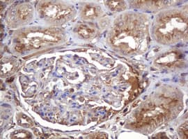 ARPC5 / p16-Arc Antibody - IHC of paraffin-embedded Human Kidney tissue using anti-ARPC5 mouse monoclonal antibody.