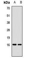 ARPC5 / p16-Arc Antibody