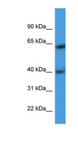 ARPM1 Antibody - ARPM1 antibody Western blot of HeLa lysate.  This image was taken for the unconjugated form of this product. Other forms have not been tested.