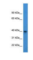 ARPM1 Antibody - ARPM1 antibody Western blot of 293T cell lysate.  This image was taken for the unconjugated form of this product. Other forms have not been tested.