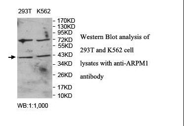 ARPM1 Antibody