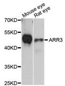 ARR3 / Cone Arrestin Antibody - Western blot analysis of extracts of various cell lines, using ARR3 antibody at 1:3000 dilution. The secondary antibody used was an HRP Goat Anti-Rabbit IgG (H+L) at 1:10000 dilution. Lysates were loaded 25ug per lane and 3% nonfat dry milk in TBST was used for blocking. An ECL Kit was used for detection and the exposure time was 10s.