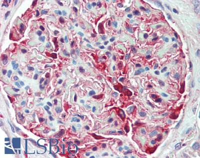 ARRB1 + ARRB2 Antibody - Human Kidney: Formalin-Fixed, Paraffin-Embedded (FFPE), at a concentration of 5 ug/ml. 
