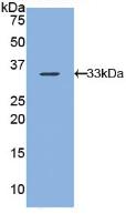 ARRB1 / Beta Arrestin 1 Antibody - Western Blot; Sample: Recombinant ARRb1, Human.