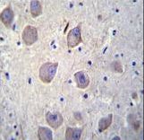 ARRB1 / Beta Arrestin 1 Antibody - ARRB1 Antibody immunohistochemistry of formalin-fixed and paraffin-embedded human brain tissue followed by peroxidase-conjugated secondary antibody and DAB staining.
