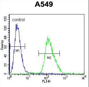 ARRB1 / Beta Arrestin 1 Antibody - ARRB1 Antibody flow cytometry of A549 cells (right histogram) compared to a negative control cell (left histogram). FITC-conjugated goat-anti-rabbit secondary antibodies were used for the analysis.