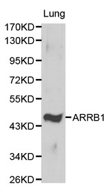 ARRB1 / Beta Arrestin 1 Antibody - Western blot of ARRB1 pAb in extracts from mouse lung tissue.