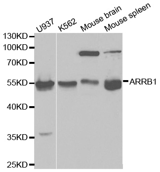 ARRB1 / Beta Arrestin 1 Antibody - Western blot analysis of extracts of various cell lines, using ARRB1 antibody.