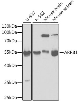 ARRB1 / Beta Arrestin 1 Antibody - Western blot analysis of extracts of various cell lines, using ARRB1 antibody at 1:1000 dilution. The secondary antibody used was an HRP Goat Anti-Rabbit IgG (H+L) at 1:10000 dilution. Lysates were loaded 25ug per lane and 3% nonfat dry milk in TBST was used for blocking.