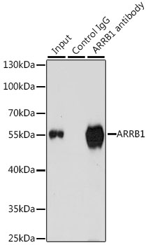 ARRB1 / Beta Arrestin 1 Antibody - Immunoprecipitation analysis of 200ug extracts of K-562 cells, using 3 ug ARRB1 antibody. Western blot was performed from the immunoprecipitate using ARRB1 antibodyat a dilition of 1:1000.