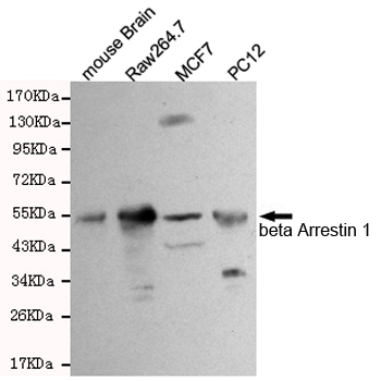 ARRB1 / Beta Arrestin 1 Antibody - Western blot detection of beta Arrestin 1 in PC12, Raw264.7, MCF7 and mouse brain cell lysates using beta Arrestin 1 mouse monoclonal antibody (1:500 dilution). Predicted band size: 50KDa. Observed band size:50KDa.