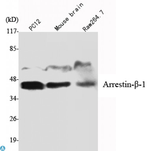 ARRB1 / Beta Arrestin 1 Antibody - Western Blot (WB) analysis using Arrestin-beta-1 Monoclonal Antibody against PC12, Mouse Brain, Raw 264.7 cell lysate.