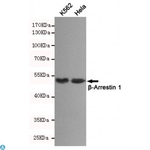 ARRB1 / Beta Arrestin 1 Antibody - Western blot detection of ß-Arrestin 1 in K562 and Hela cell lysates using ß-Arrestin 1 mouse mAb (dilution 1:500). Predicted band size: 51kDa. Observed band size: 51kDa.