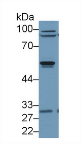 ARRB2 / Beta Arrestin 2 Antibody - Western Blot; Sample: Human Jurkat cell lysate; Primary Ab: 1µg/ml Rabbit Anti-Human ARRb2 Antibody Second Ab: 0.2µg/mL HRP-Linked Caprine Anti-Rabbit IgG Polyclonal Antibody