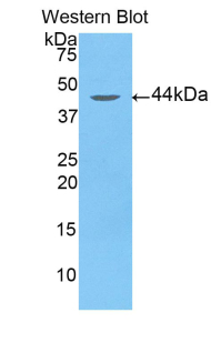 ARRB2 / Beta Arrestin 2 Antibody - Western blot of recombinant ARRB2 / Beta Arrestin 2.  This image was taken for the unconjugated form of this product. Other forms have not been tested.