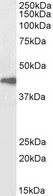 ARRB2 / Beta Arrestin 2 Antibody - Biotinylated antibody (1µg/ml) staining of Human Spleen lysate (35µg protein in RIPA buffer), exactly mirroring its parental non-biotinylated product. Primary incubation was 1 hour. Detected by chemiluminescence, using streptavidin-HRP and using NAP blocke