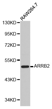 ARRB2 / Beta Arrestin 2 Antibody - Western blot analysis of RAW264.7 cell lysate using ARRB2 antibody.