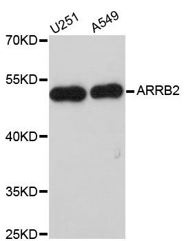 ARRB2 / Beta Arrestin 2 Antibody - Western blot analysis of extracts of various cell lines, using ARRB2 antibody at 1:1000 dilution. The secondary antibody used was an HRP Goat Anti-Rabbit IgG (H+L) at 1:10000 dilution. Lysates were loaded 25ug per lane and 3% nonfat dry milk in TBST was used for blocking. An ECL Kit was used for detection and the exposure time was 90s.