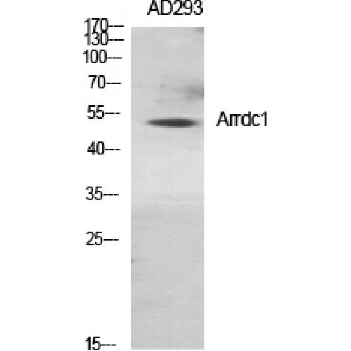 ARRDC1 Antibody - Western blot of Arrdc1 antibody