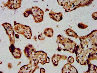 ARRDC1 Antibody - Immunohistochemistry Dilution at 1:400 and staining in paraffin-embedded human placenta tissue performed on a Leica BondTM system. After dewaxing and hydration, antigen retrieval was mediated by high pressure in a citrate buffer (pH 6.0). Section was blocked with 10% normal Goat serum 30min at RT. Then primary antibody (1% BSA) was incubated at 4°C overnight. The primary is detected by a biotinylated Secondary antibody and visualized using an HRP conjugated SP system.