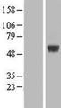 ARRDC1 Protein - Western validation with an anti-DDK antibody * L: Control HEK293 lysate R: Over-expression lysate