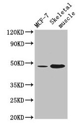 ARRDC3 Antibody - Western Blot Positive WB detected in: MCF-7 whole cell lysate, Mouse skeletal muscle tissue All lanes: ARRDC3 antibody at 4µg/ml Secondary Goat polyclonal to rabbit IgG at 1/50000 dilution Predicted band size: 47 kDa Observed band size: 47 kDa
