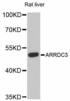 ARRDC3 Antibody - Western blot analysis of extracts of rat liver, using ARRDC3 antibody at 1:3000 dilution. The secondary antibody used was an HRP Goat Anti-Rabbit IgG (H+L) at 1:10000 dilution. Lysates were loaded 25ug per lane and 3% nonfat dry milk in TBST was used for blocking. An ECL Kit was used for detection and the exposure time was 90s.