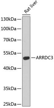 ARRDC3 Antibody - Western blot analysis of extracts of rat liver using ARRDC3 Polyclonal Antibody at dilution of 1:3000.