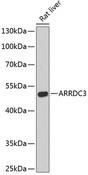 ARRDC3 Antibody - Western blot analysis of extracts of rat liver using ARRDC3 Polyclonal Antibody at dilution of 1:3000.