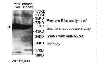 ARSA / Arylsulfatase A Antibody
