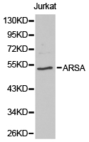 ARSA / Arylsulfatase A Antibody - Western blot of extracts of Jurkat cell lines, using ARSA antibody.