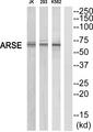 ARSE / Arylsulfatase E Antibody - Western blot analysis of extracts from K562/293/Jurkat cells, using ARSE antibody.