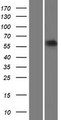 ARSE / Arylsulfatase E Protein - Western validation with an anti-DDK antibody * L: Control HEK293 lysate R: Over-expression lysate