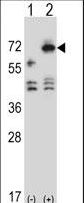 ARSF / Arylsulfatase F Antibody - Western blot of ARSF (arrow) using rabbit polyclonal ARSF Antibody. 293 cell lysates (2 ug/lane) either nontransfected (Lane 1) or transiently transfected (Lane 2) with the ARSF gene.