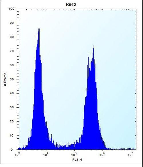 ARSF / Arylsulfatase F Antibody - ARSF Antibody flow cytometry of K562 cells (right histogram) compared to a negative control cell (left histogram). FITC-conjugated donkey-anti-rabbit secondary antibodies were used for the analysis.