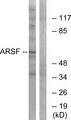 ARSF / Arylsulfatase F Antibody - Western blot analysis of lysates from COS7 cells, using ARSF Antibody. The lane on the right is blocked with the synthesized peptide.