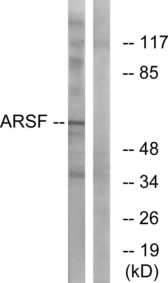 ARSF / Arylsulfatase F Antibody - Western blot analysis of extracts from COS-7 cells, using ARSF antibody.