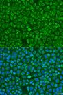 ARSF / Arylsulfatase F Antibody - Immunofluorescence analysis of U2OS cells using ARSF Polyclonal Antibody at dilution of 1:100.Blue: DAPI for nuclear staining.