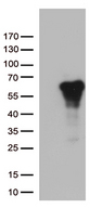 ARSG / Arylsulfatase G Antibody - HEK293T cells were transfected with the pCMV6-ENTRY control. (Left lane) or pCMV6-ENTRY ARSG. (Right lane) cDNA for 48 hrs and lysed. Equivalent amounts of cell lysates. (5 ug per lane) were separated by SDS-PAGE and immunoblotted with anti-ARSG. (1:500)