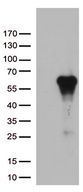 ARSG / Arylsulfatase G Antibody - HEK293T cells were transfected with the pCMV6-ENTRY control. (Left lane) or pCMV6-ENTRY ARSG. (Right lane) cDNA for 48 hrs and lysed. Equivalent amounts of cell lysates. (5 ug per lane) were separated by SDS-PAGE and immunoblotted with anti-ARSG. (1:500)