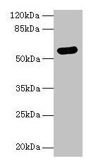 ARSG / Arylsulfatase G Antibody - Western blot All lanes: ARSG antibody at 8µg/ml + Hela whole cell lysate Secondary Goat polyclonal to rabbit IgG at 1/10000 dilution Predicted band size: 57 kDa Observed band size: 57 kDa