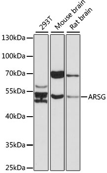 ARSG / Arylsulfatase G Antibody - Western blot analysis of extracts of various cell lines, using ARSG antibody at 1:1000 dilution. The secondary antibody used was an HRP Goat Anti-Rabbit IgG (H+L) at 1:10000 dilution. Lysates were loaded 25ug per lane and 3% nonfat dry milk in TBST was used for blocking. An ECL Kit was used for detection and the exposure time was 90s.