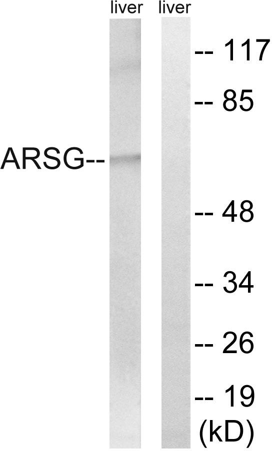ARSG / Arylsulfatase G Antibody - Western blot analysis of extracts from mouse liver cells, using ARSG antibody.