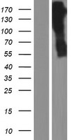 ARSG / Arylsulfatase G Protein - Western validation with an anti-DDK antibody * L: Control HEK293 lysate R: Over-expression lysate